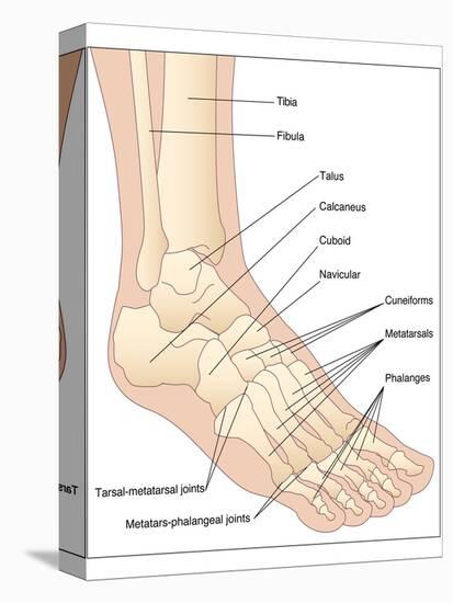 Foot Bones, Artwork-Peter Gardiner-Stretched Canvas