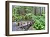 Foot Bridge, Trail to Sol Duc Falls, Rain Forest, Olympic National Park, UNESCO World Heritage Site-Richard Maschmeyer-Framed Photographic Print