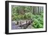 Foot Bridge, Trail to Sol Duc Falls, Rain Forest, Olympic National Park, UNESCO World Heritage Site-Richard Maschmeyer-Framed Photographic Print