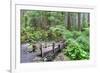 Foot Bridge, Trail to Sol Duc Falls, Rain Forest, Olympic National Park, UNESCO World Heritage Site-Richard Maschmeyer-Framed Photographic Print