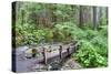 Foot Bridge, Trail to Sol Duc Falls, Rain Forest, Olympic National Park, UNESCO World Heritage Site-Richard Maschmeyer-Stretched Canvas