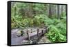 Foot Bridge, Trail to Sol Duc Falls, Rain Forest, Olympic National Park, UNESCO World Heritage Site-Richard Maschmeyer-Framed Stretched Canvas