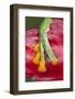 Foot on Wallace's Flying frog-Adam Jones-Framed Photographic Print
