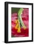 Foot on Wallace's Flying frog-Adam Jones-Framed Photographic Print