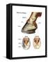 Foot or Hoof of a Horse. Mammal, Biology-Encyclopaedia Britannica-Framed Stretched Canvas