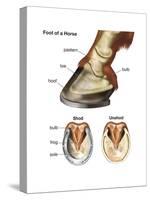 Foot or Hoof of a Horse. Mammal, Biology-Encyclopaedia Britannica-Stretched Canvas