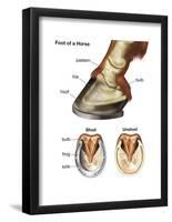 Foot or Hoof of a Horse. Mammal, Biology-Encyclopaedia Britannica-Framed Poster