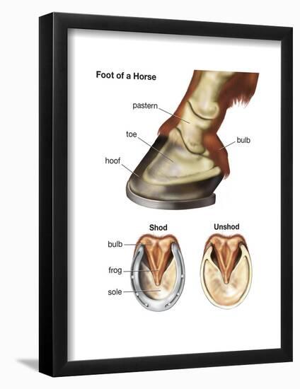 Foot or Hoof of a Horse. Mammal, Biology-Encyclopaedia Britannica-Framed Poster