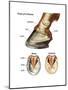 Foot or Hoof of a Horse. Mammal, Biology-Encyclopaedia Britannica-Mounted Poster