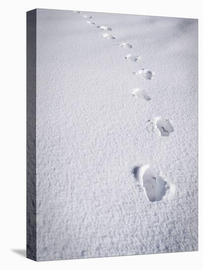 Foot Steps in the Snow, Kandel Mountain, Black Forest, Baden Wurttemberg, Germany, Europe-Marcus Lange-Stretched Canvas
