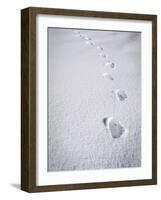 Foot Steps in the Snow, Kandel Mountain, Black Forest, Baden Wurttemberg, Germany, Europe-Marcus Lange-Framed Photographic Print