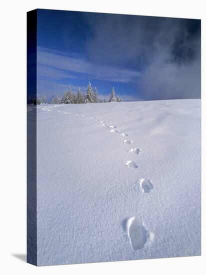 Foot Steps in the Snow, Kandel Mountain, Black Forest, Baden Wurttemberg, Germany, Europe-Marcus Lange-Stretched Canvas