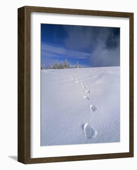 Foot Steps in the Snow, Kandel Mountain, Black Forest, Baden Wurttemberg, Germany, Europe-Marcus Lange-Framed Photographic Print