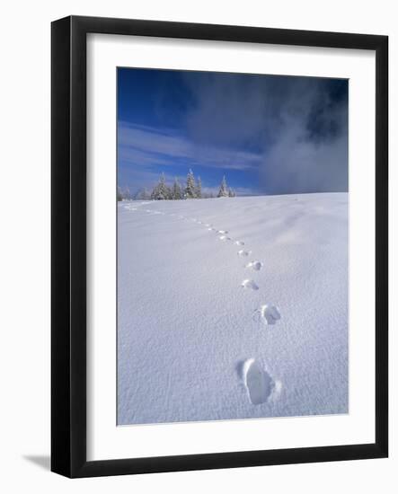 Foot Steps in the Snow, Kandel Mountain, Black Forest, Baden Wurttemberg, Germany, Europe-Marcus Lange-Framed Photographic Print