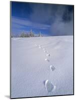 Foot Steps in the Snow, Kandel Mountain, Black Forest, Baden Wurttemberg, Germany, Europe-Marcus Lange-Mounted Photographic Print