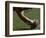 Football Center About to Snap the Ball-Paul Sutton-Framed Photographic Print