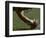 Football Center About to Snap the Ball-Paul Sutton-Framed Photographic Print