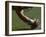 Football Center About to Snap the Ball-Paul Sutton-Framed Photographic Print