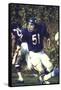 Football: Chicago Bears Dick Butkus No.51 in Action Vs Detroit Lions-null-Framed Stretched Canvas