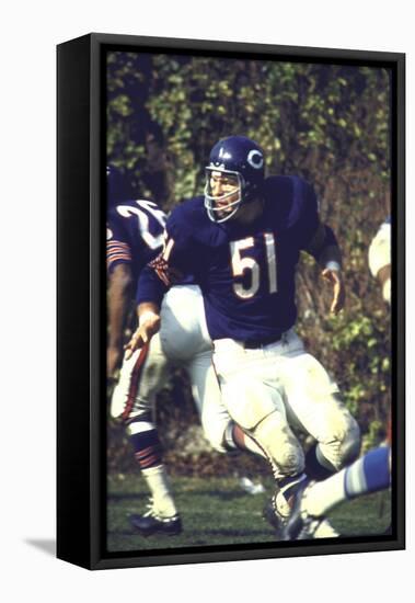 Football: Chicago Bears Dick Butkus No.51 in Action Vs Detroit Lions-null-Framed Stretched Canvas