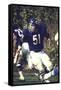 Football: Chicago Bears Dick Butkus No.51 in Action Vs Detroit Lions-null-Framed Stretched Canvas