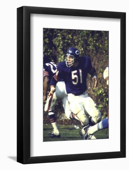 Football: Chicago Bears Dick Butkus No.51 in Action Vs Detroit Lions-null-Framed Photographic Print