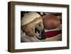 Football Helmet Pigskin & Flag-null-Framed Premium Giclee Print