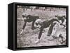 Football Players, Early 1900S-Marvin Boland-Framed Stretched Canvas