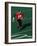 Football Running Back in Action-null-Framed Photographic Print