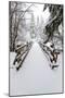 Footbridge Covered in Snow, Silver Falls State Park, Oregon, USA-Craig Tuttle-Mounted Photographic Print