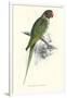 Footed Parakeet - Psittacula Eupatria-Edward Lear-Framed Art Print