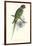 Footed Parakeet - Psittacula Eupatria-Edward Lear-Framed Art Print