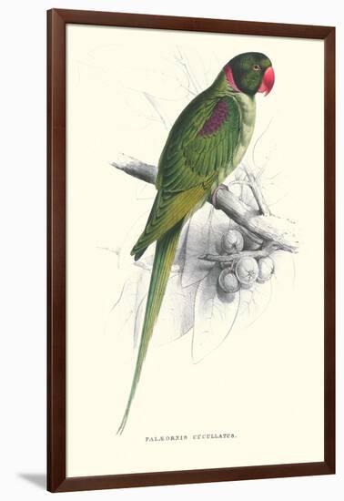 Footed Parakeet - Psittacula Eupatria-Edward Lear-Framed Art Print