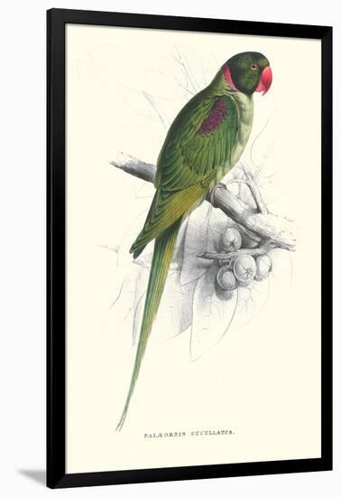 Footed Parakeet - Psittacula Eupatria-Edward Lear-Framed Art Print