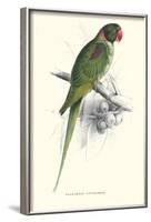 Footed Parakeet - Psittacula Eupatria-Edward Lear-Framed Art Print