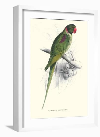 Footed Parakeet - Psittacula Eupatria-Edward Lear-Framed Art Print