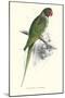 Footed Parakeet - Psittacula Eupatria-Edward Lear-Mounted Art Print