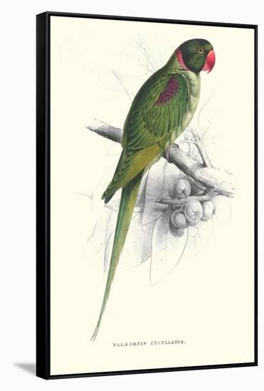 Footed Parakeet - Psittacula Eupatria-Edward Lear-Framed Stretched Canvas