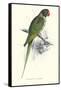 Footed Parakeet - Psittacula Eupatria-Edward Lear-Framed Stretched Canvas