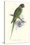 Footed Parakeet - Psittacula Eupatria-Edward Lear-Stretched Canvas