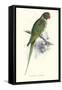 Footed Parakeet - Psittacula Eupatria-Edward Lear-Framed Stretched Canvas
