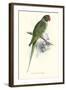 Footed Parakeet - Psittacula Eupatria-Edward Lear-Framed Art Print