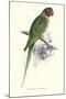 Footed Parakeet - Psittacula Eupatria-Edward Lear-Mounted Art Print