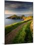 Footpath Along the Rumps, Pentire Point, Near Polzeath, Cornwall, UK-Ross Hoddinott-Mounted Photographic Print