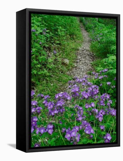 Footpath and Purple Phacelia Flowers, Shaker Landing, Kentucky, USA-Adam Jones-Framed Stretched Canvas