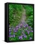 Footpath and Purple Phacelia Flowers, Shaker Landing, Kentucky, USA-Adam Jones-Framed Stretched Canvas