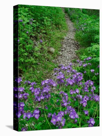 Footpath and Purple Phacelia Flowers, Shaker Landing, Kentucky, USA-Adam Jones-Stretched Canvas
