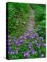 Footpath and Purple Phacelia Flowers, Shaker Landing, Kentucky, USA-Adam Jones-Stretched Canvas