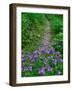 Footpath and Purple Phacelia Flowers, Shaker Landing, Kentucky, USA-Adam Jones-Framed Photographic Print