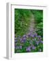 Footpath and Purple Phacelia Flowers, Shaker Landing, Kentucky, USA-Adam Jones-Framed Photographic Print